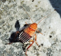 Temnopteryx phalerata