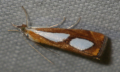 Catoptria pinella