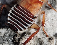 Temnopteryx phalerata