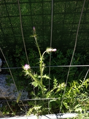 Carduus pycnocephalus