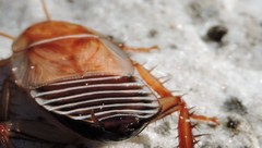 Temnopteryx phalerata