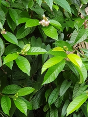 Tetracera indica