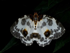 Abraxas amicula-illuminata