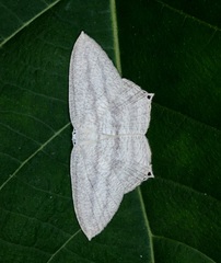 Acropteris ciniferaria