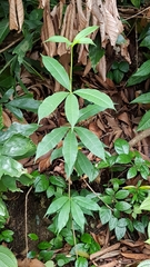 Alstonia