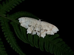 Dysaethria flavistriga