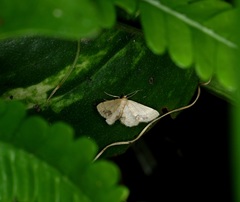 Idaea chotaria