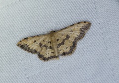 Idaea phaeocrossa