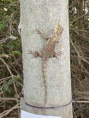 Sagaing Blue Crested Agama photo 4