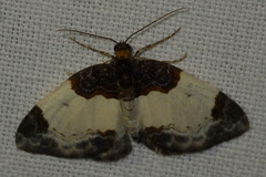 Mesoleuca albicillata