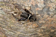 Teleogryllus mitratus