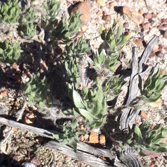 Xiphotheca lanceolata