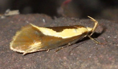 Harpella forficella