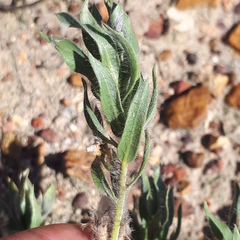 Xiphotheca lanceolata