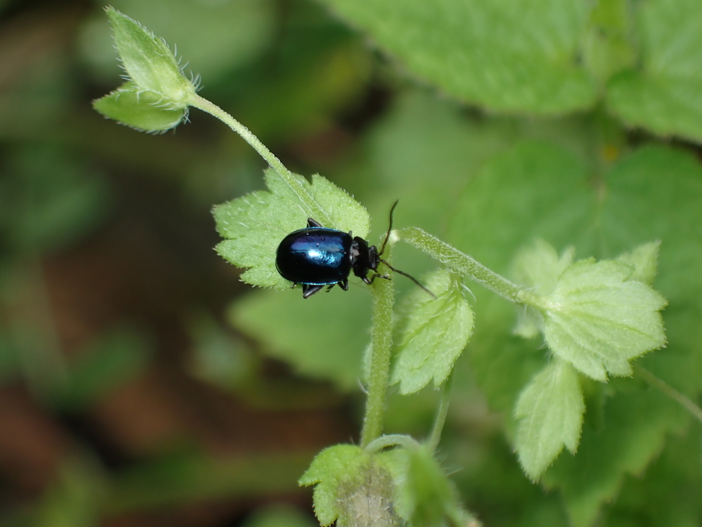 Hemipyxis plagioderoides in April 2024 by Pintsen JIN · iNaturalist