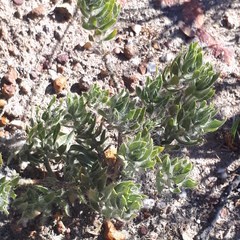 Xiphotheca lanceolata