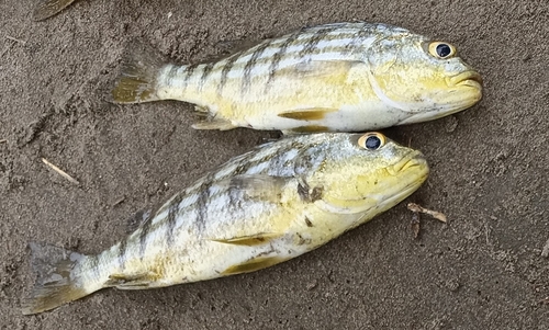 Barred grunt (Conodon nobilis) — Haemulidae — 4