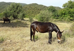 Equus asinus × caballus