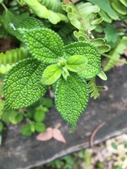 Boehmeria pilosiuscula