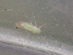 Pexopsylla cercocarpi