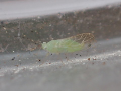 Pexopsylla cercocarpi