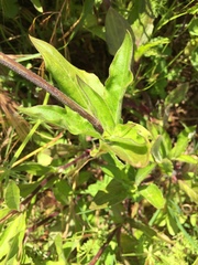 Silene latifolia