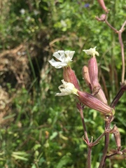 Silene latifolia