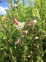 Silene latifolia