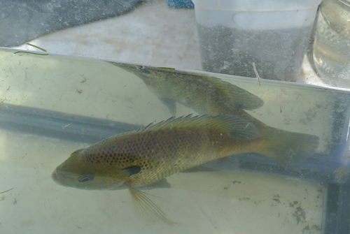 Lepomis macrochirus