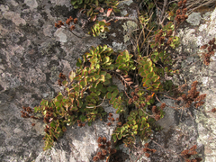 Veronica lavaudiana