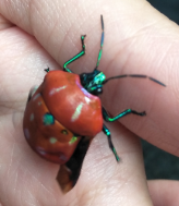 Poecilocoris druraei