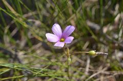 Oxalis livida