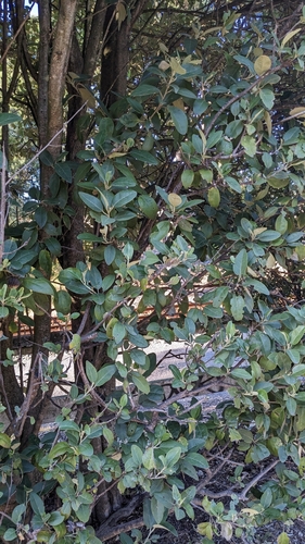 Image of Lagunaria patersonia by (c) Svend Hansen, some rights reserved (CC BY)