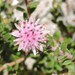 Common Silkypuff - Photo (c) Reingart, some rights reserved (CC BY-NC), uploaded by Reingart