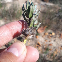 Xiphotheca lanceolata