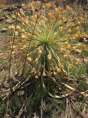 Boophone disticha