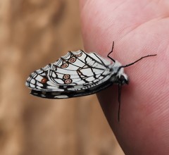 Melanargia ines