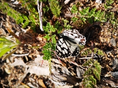 Melanargia ines