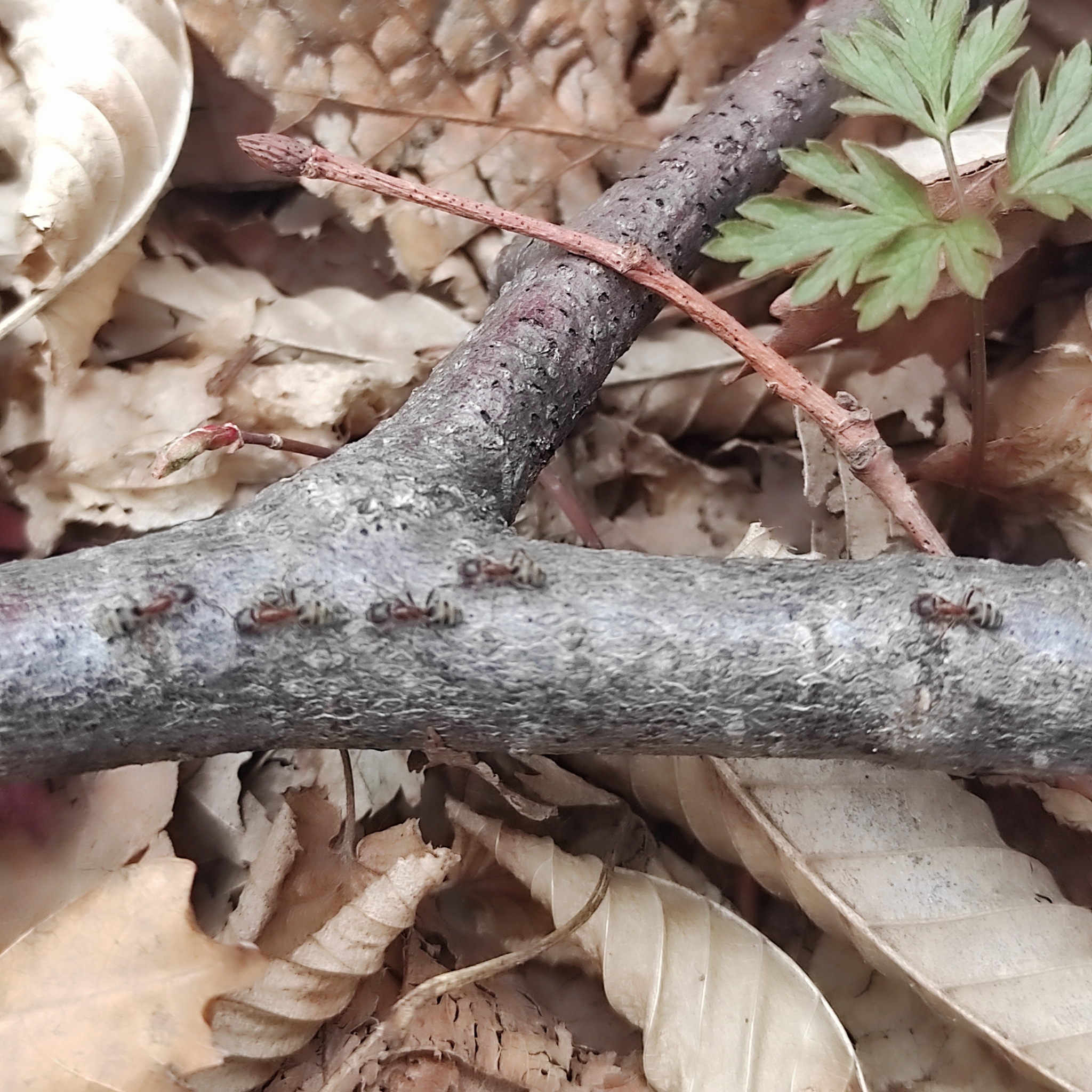 Liometopum orientale