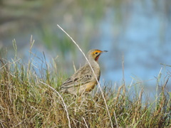 Macronyx capensis capensis