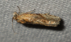 Eucosma cana