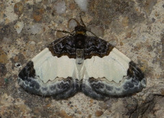 Mesoleuca albicillata