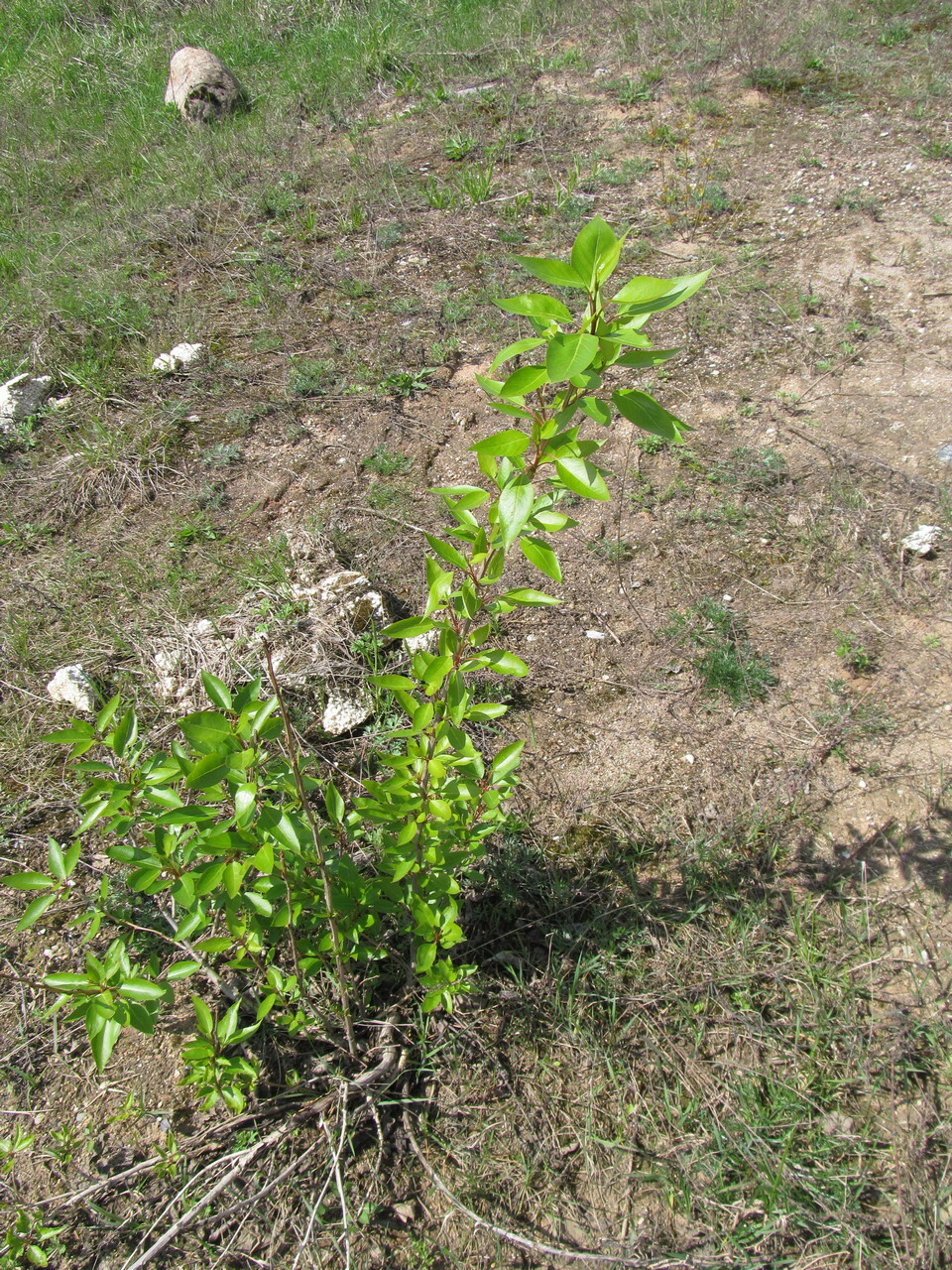Populus tristis