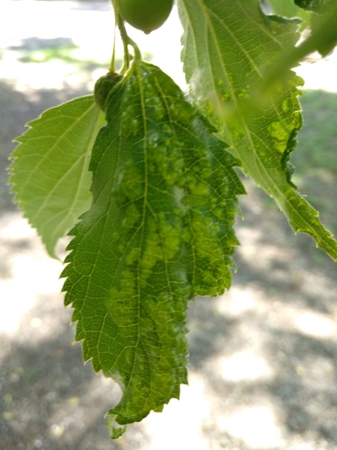 Reckella celtis