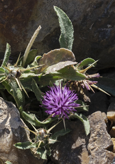 Centaurea hyalolepis