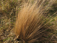 Festuca novae-zelandiae