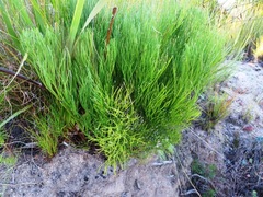 Nanobubon strictum