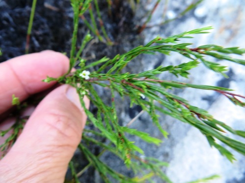Image of Resin Capemay (Coleonema juniperinum) by (c) linkie, some rights reserved (CC BY)