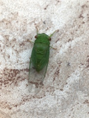 Chremistica ochracea