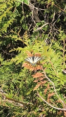 Iphiclides podalirius